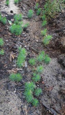 Wpływ pokrywy runa na naturalne odnowienie sosny na wybranych powierzchniach Nadleśnictwa Grodzisk i Nadleśnictwa Antonin